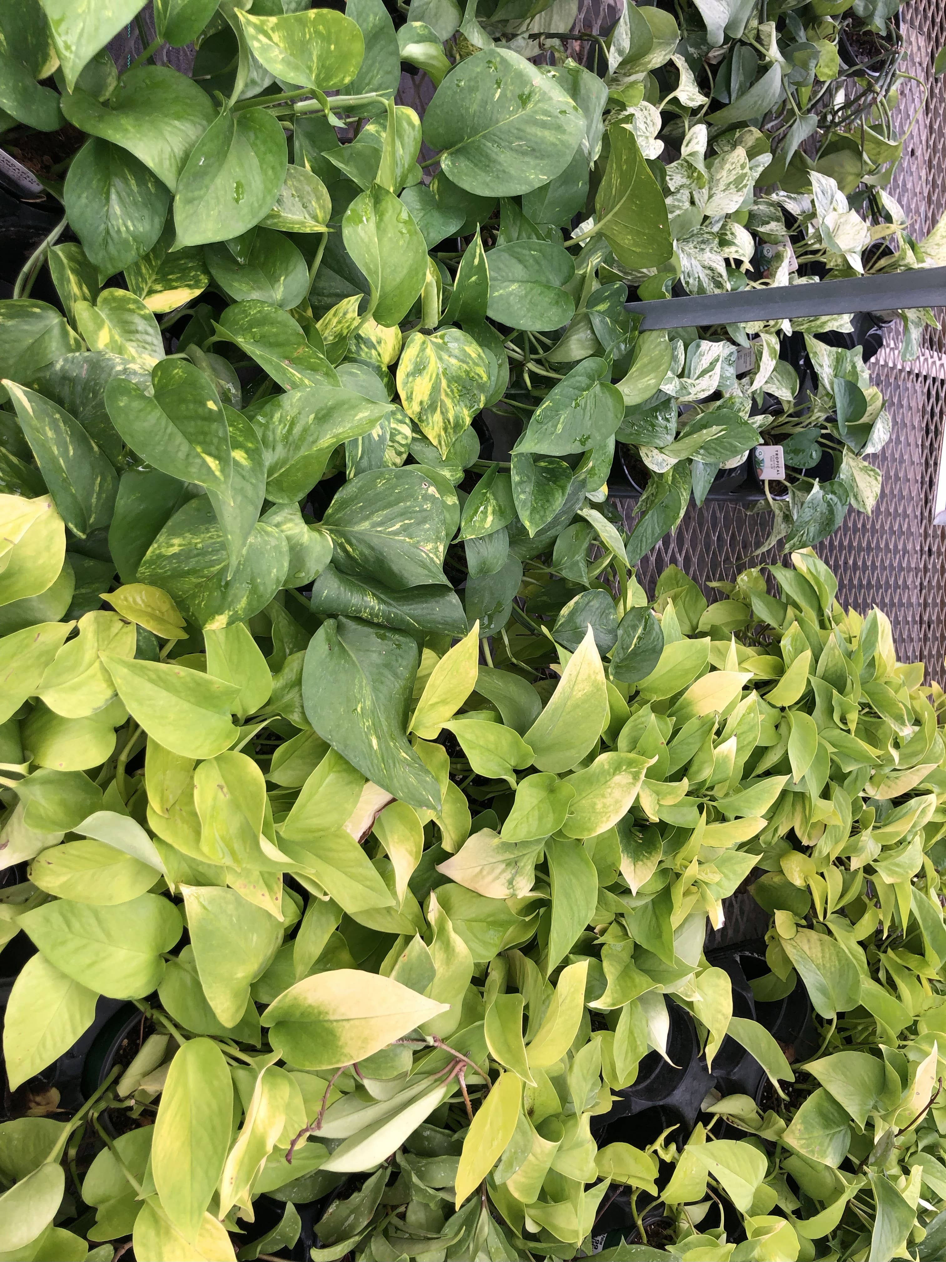 Anna's Garden, Home and Wellness – Engroshandel Ægte plante – 4" Pothos Assorterede2