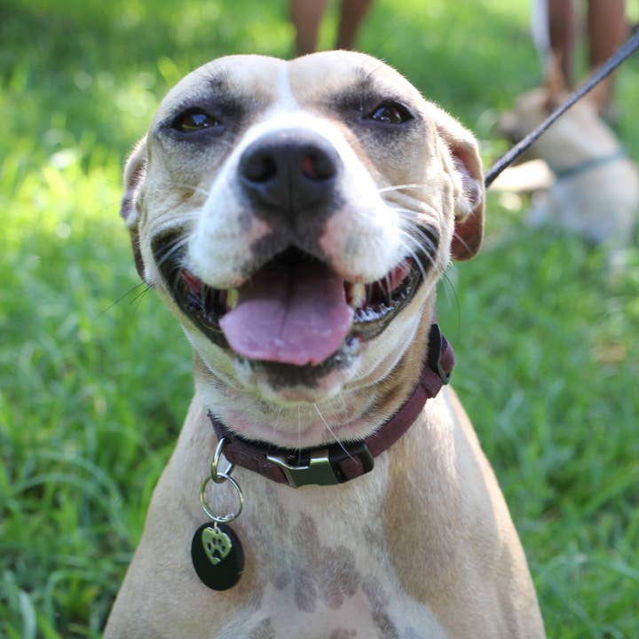 Karelia Creations – wholesale Halsbandsberlock - Katt och hund – Halsbandshänge i shungit för stora XL-hundar | EMF-skydd1