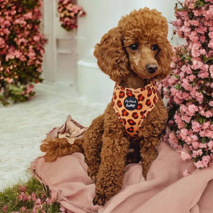 Pet Pooch Boutique - Wholesale Pet Collar - Dog - Spiced Honey Leopard Puppy or Dog Collar (animal print)