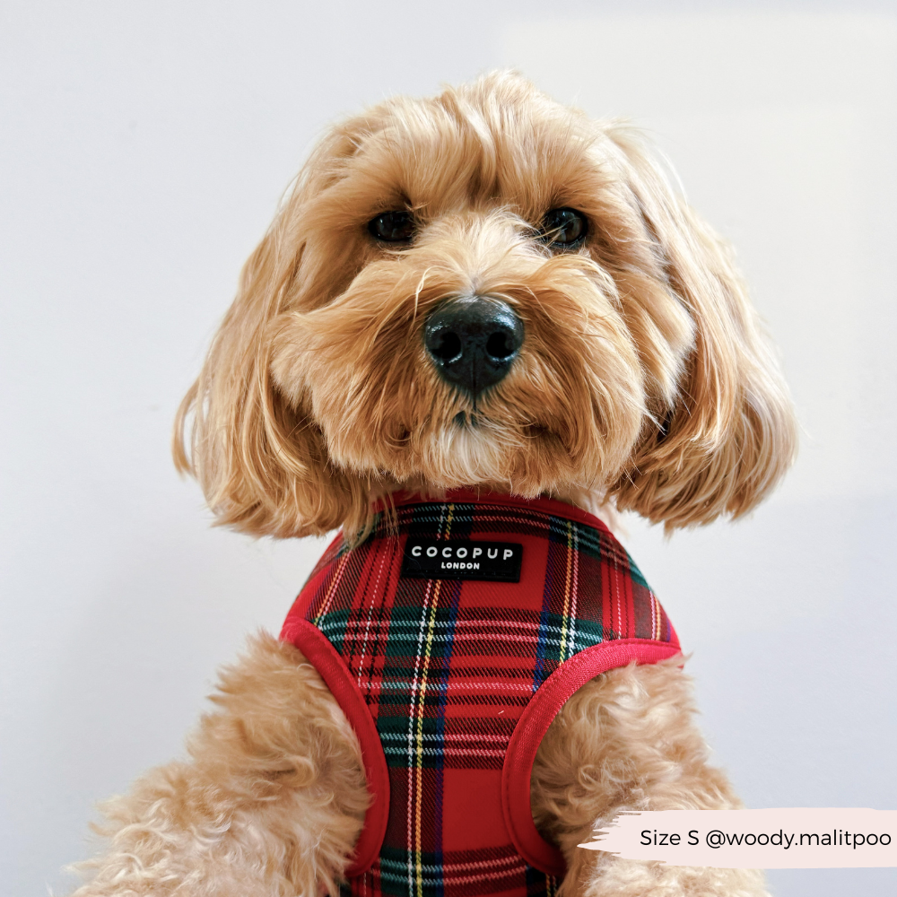 Cocopup London - Wholesale Tuig voor huisdieren - Hond - Tartan Verstelbaar NekHARNAS16