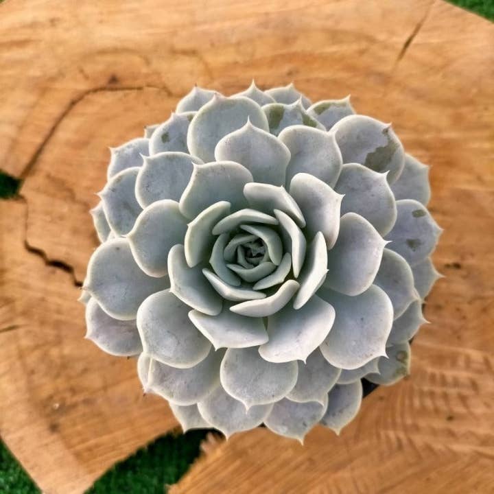 Best Plant Friend - Wholesale Succulent - Echeveria Fury Beautiful Rossette Succulent 2in/ 4in1