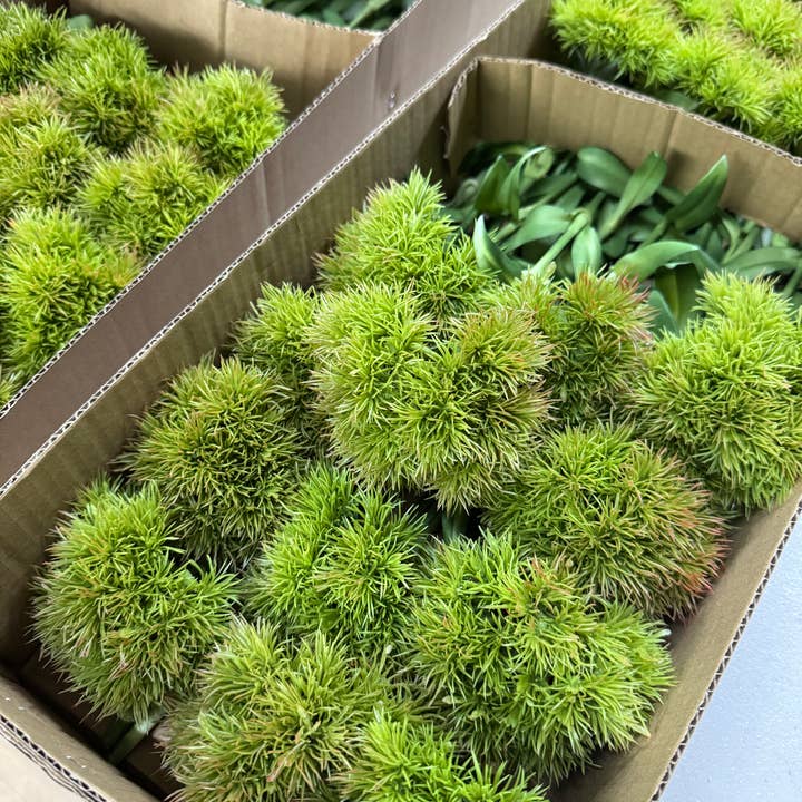 Angel Isabella - Wholesale Artificial Flowers - 21.5" Realistic Faux Dianthus Green Ball Fresh Green stem