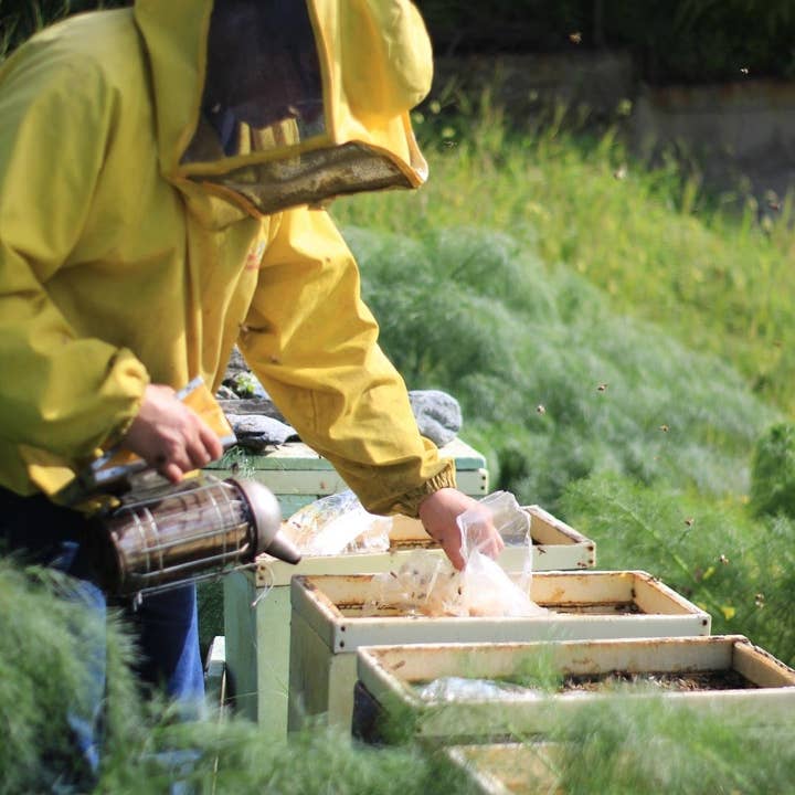 Boniviri BCorp - Wholesale Honey - Organic and ecofriendly Orange Blossom Honey3