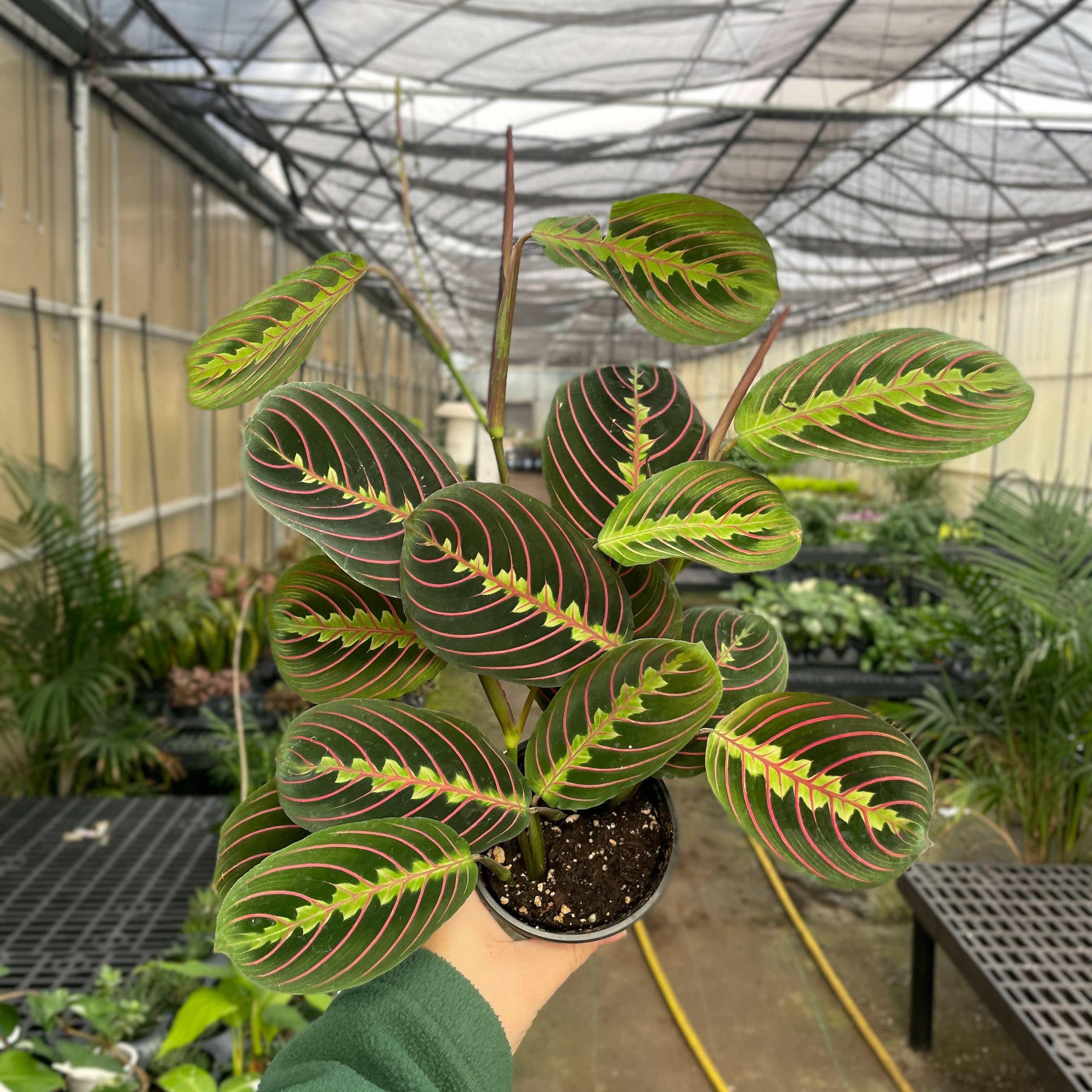 Thorsen's Greenhouse - Wholesale Live Plant - Red Prayer Plant - Live Plant1