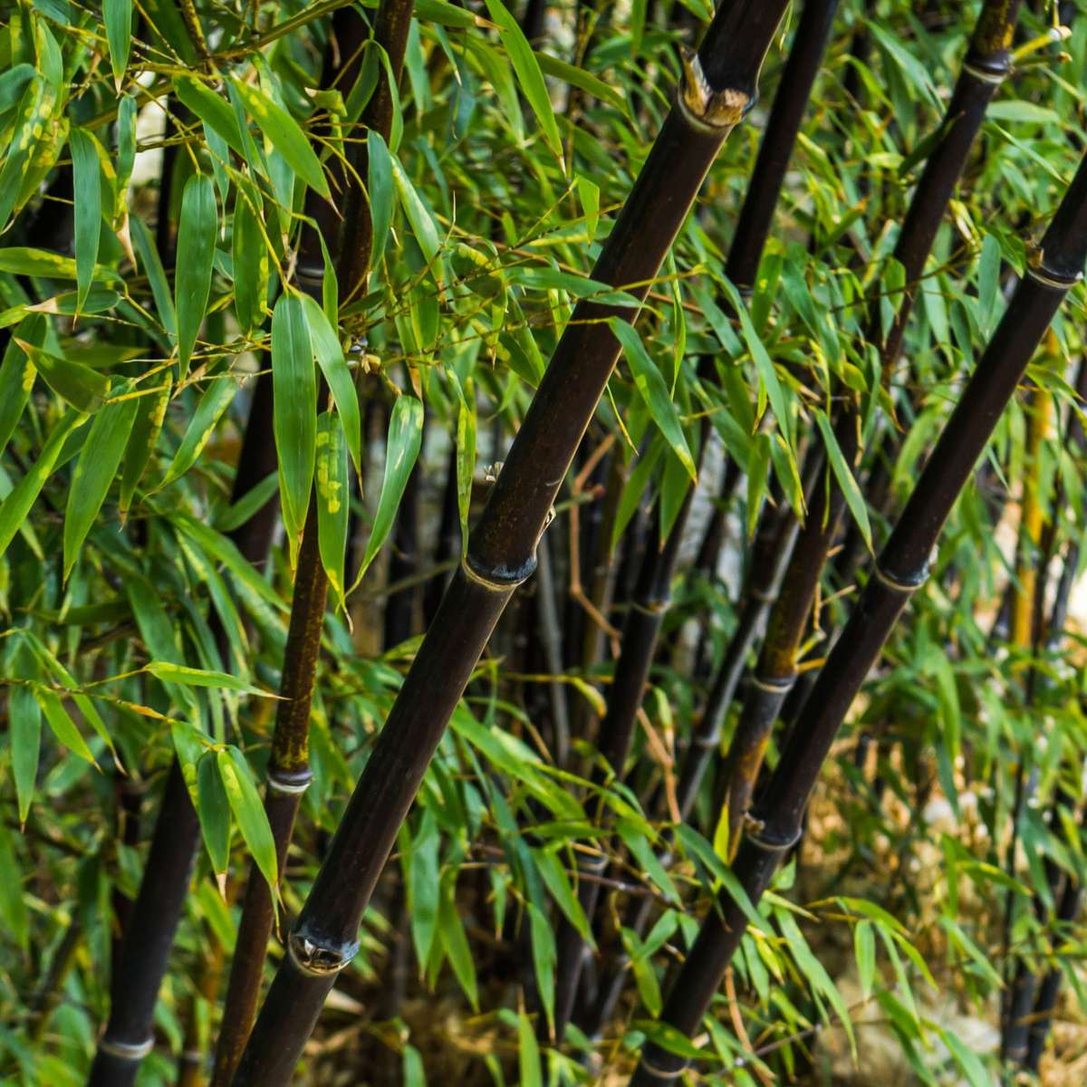 Oasis of Life - Wholesale Live Plant - Bamboo Fargesia nitida Black Dragon – 3 plants – Height 25-40cm – Ø14cm – Non-invasive privacy bamboo with black culms – Hardy garden plant for hedge, bed & container8