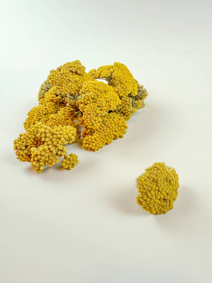 Yarrow Heads – Naturally Dried (1 lb) for wholesale by Lovejoy Farms Premium Dried Flowers