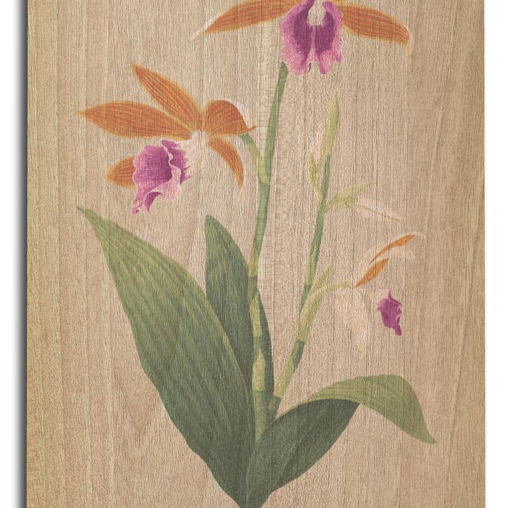 Lantern Press - Wholesale Wood wall art - WOOD SIGN ART Calanthe Tankervilleae Orchid Flora7