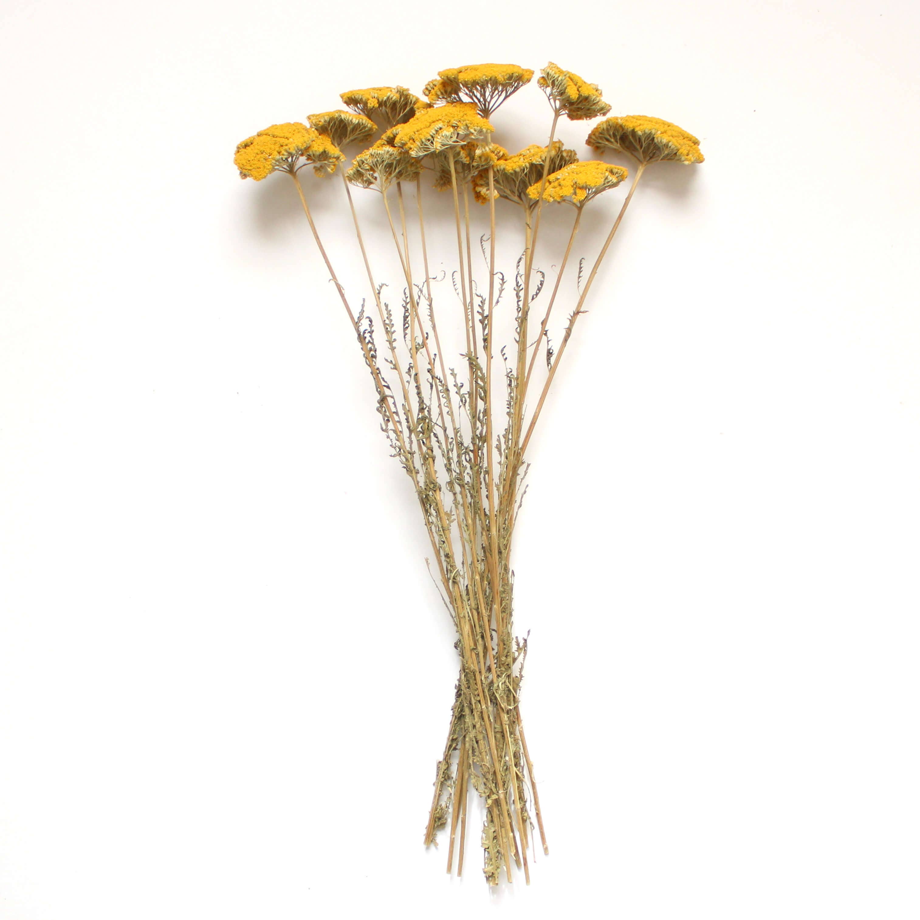 Natural Gold Yarrow - Dried  for wholesale on Faire1