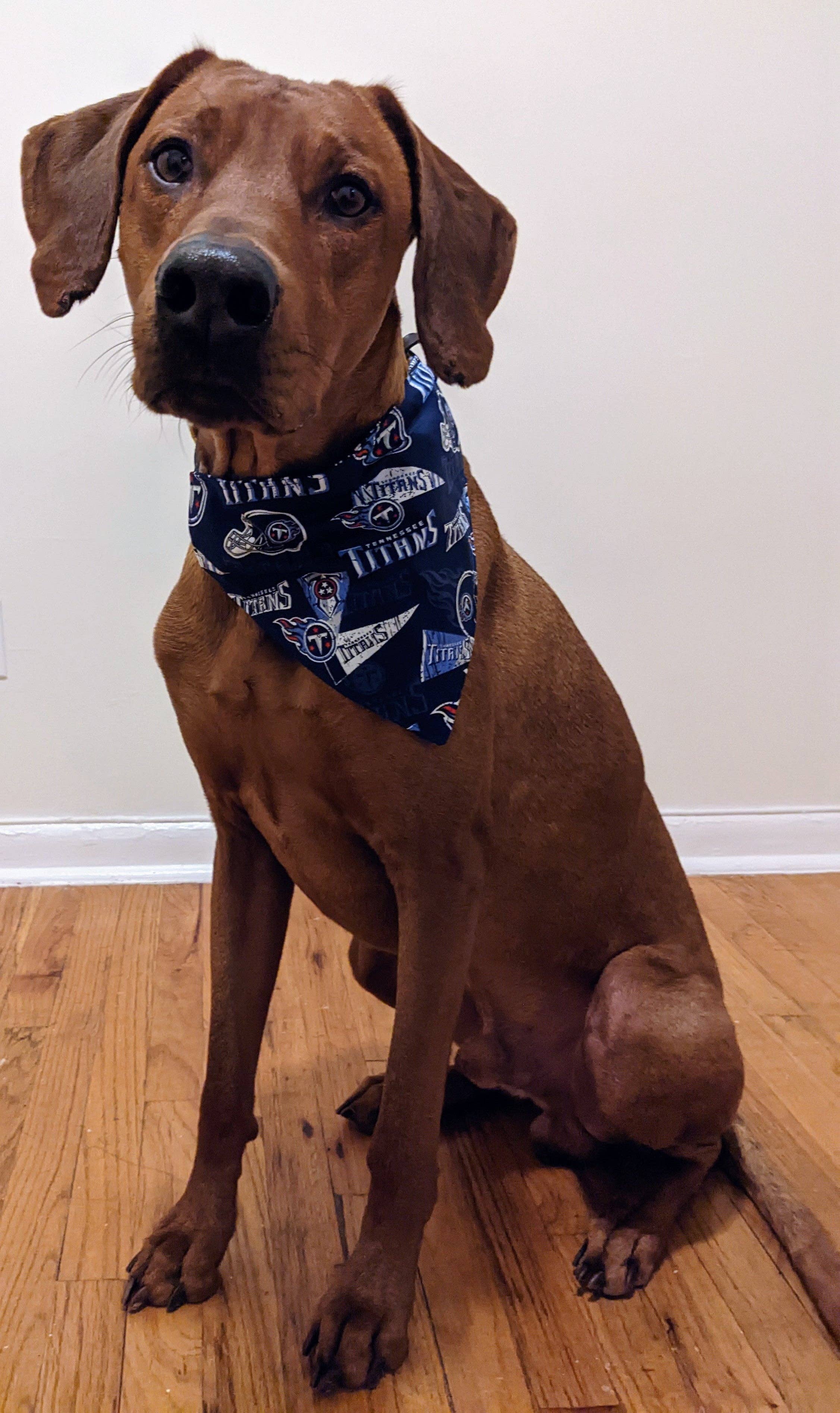 Koa's Ruff Life - Wholesale Pet Bandana - Dog - Tennessee Titans Bandana - Football Collection1