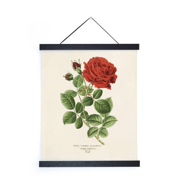 Curious Prints - Wholesale Art Print - Vintage Botanical Red Jack Rose Print w/ optional frame