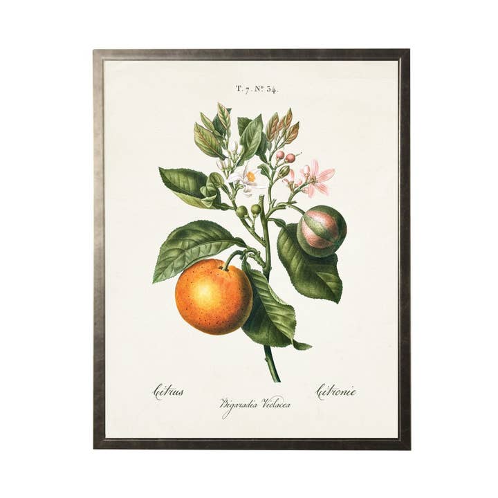 Antique Curiosities Inc - Wholesale Art Print - Orange Vintage Bookplate