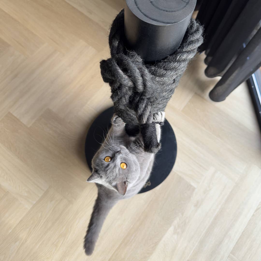 Hoopo - Vente Griffoir – chat - Totem Cattree7