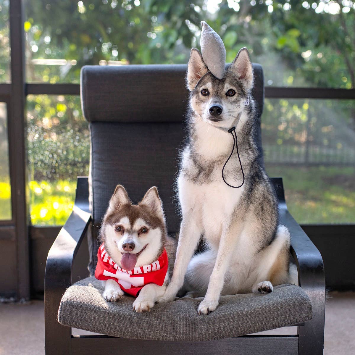 Midlee Designs – Disfarce – Gato e cão por atacado – Fantasia de cachorro de Halloween Midlee Shark vs. salva-vidas10