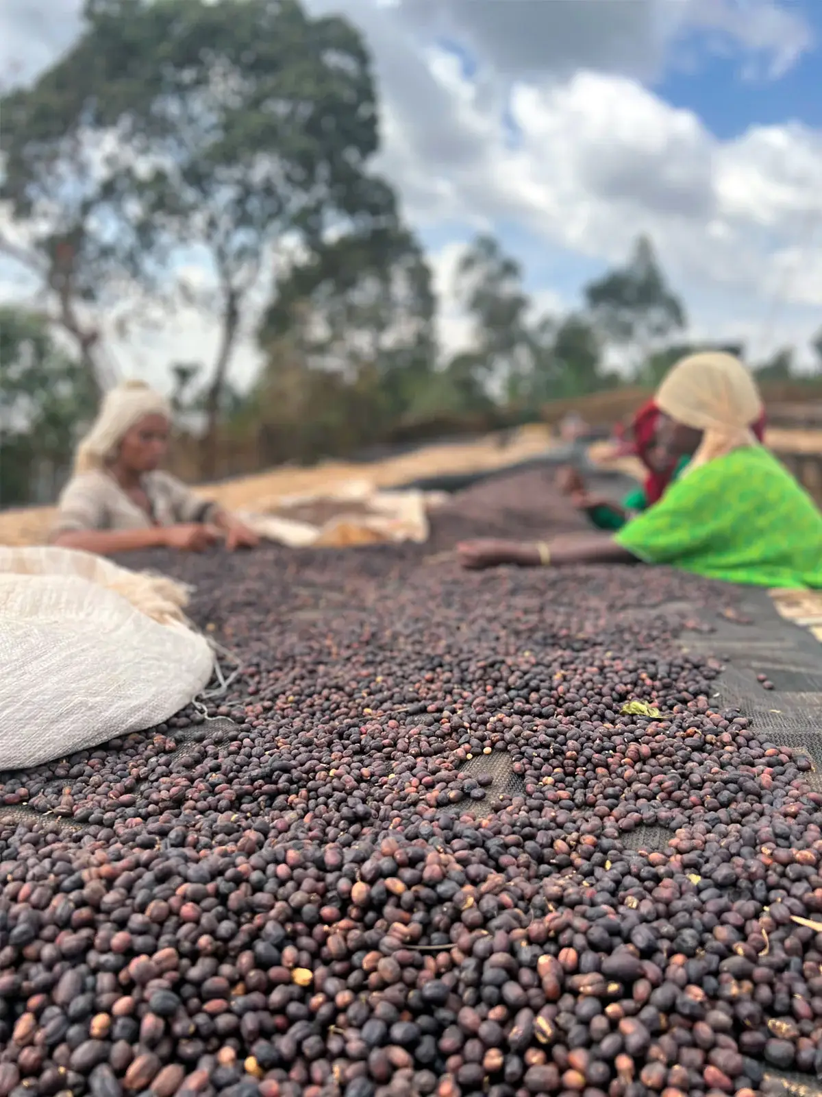 Methodical Coffee & Tea - Wholesale Coffee Beans - Ethiopia, Origins - Natural1