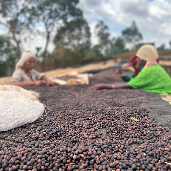 Methodical Coffee & Tea - Wholesale Coffee Beans - Ethiopia, Origins - Natural1