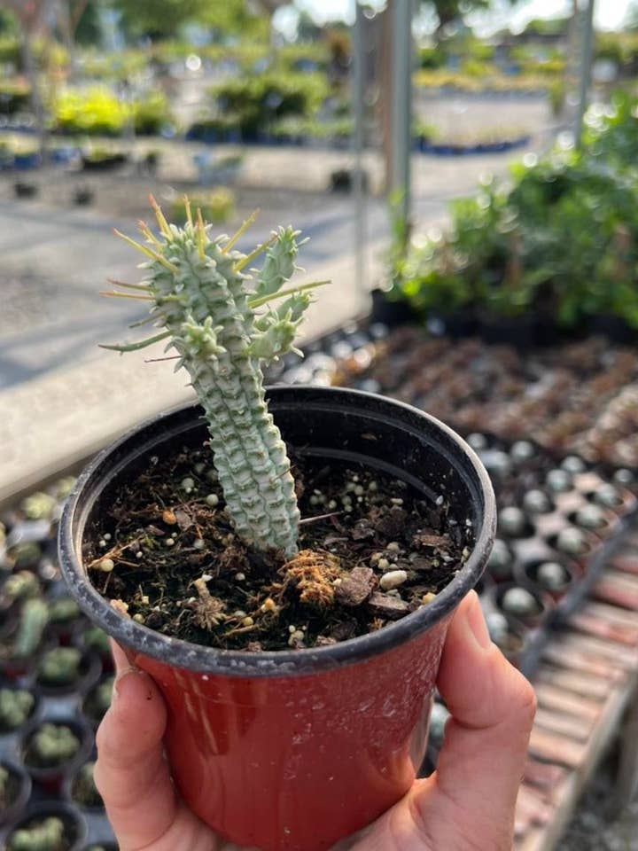 Euphorbia mammillaris 'Variegata' Corn Cob Cactus for wholesale by Garden’s Gate