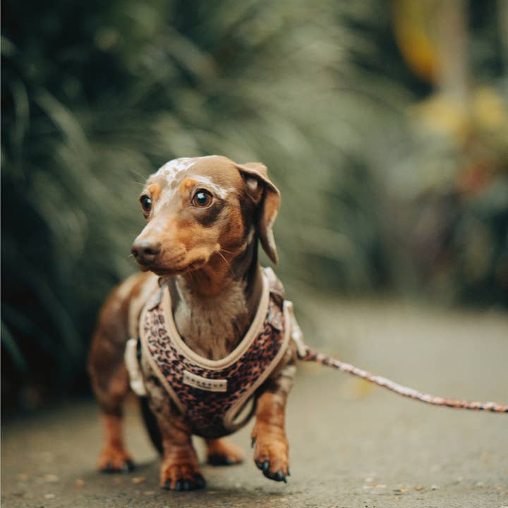 Cocopup London - Wholesale Pet Harness - Dog - Quilted Leopard Pup Adjustable Neck Harness14