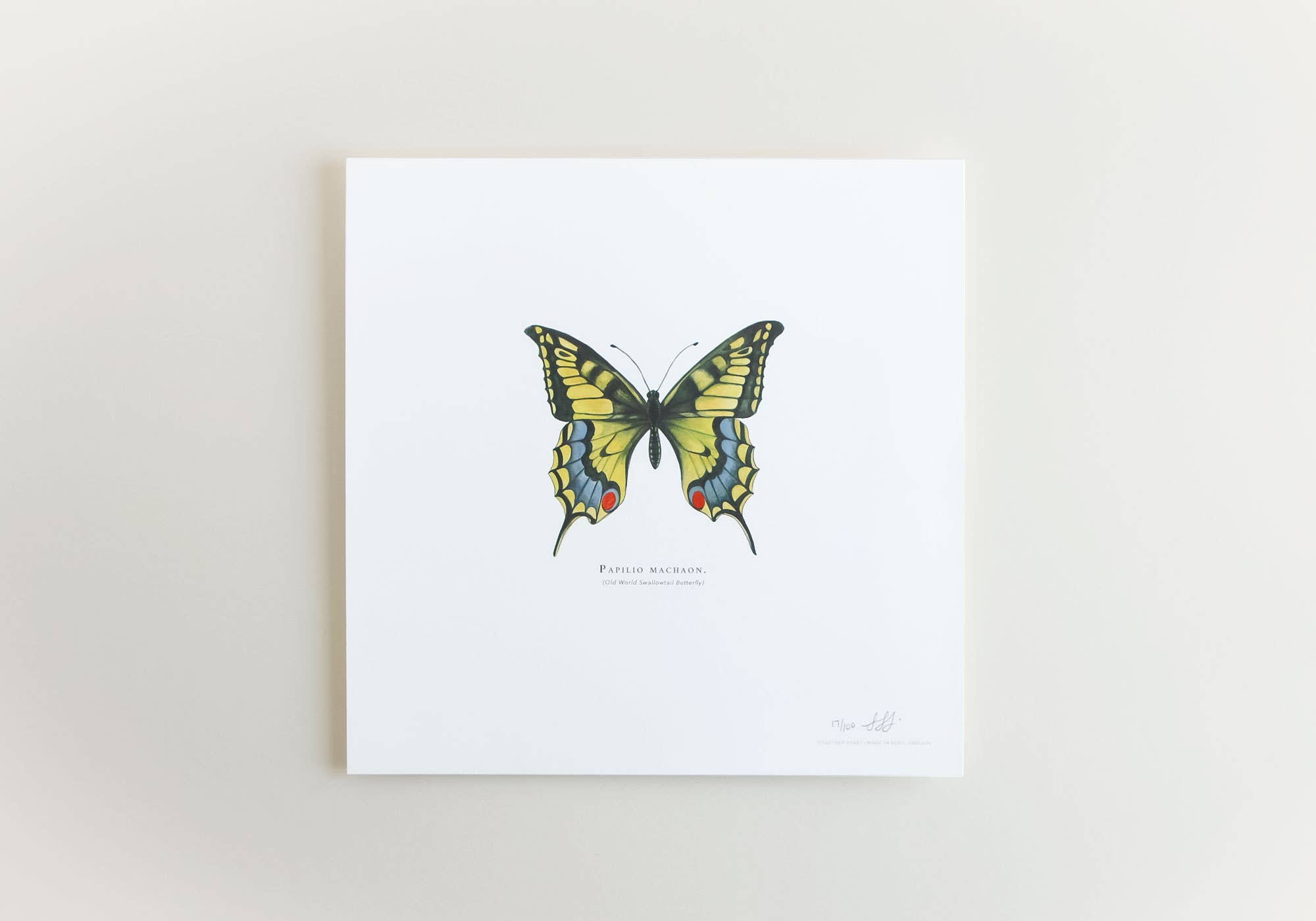 Together Apart - Wholesale Art Print - Old World Swallowtail Butterfly Art Print0