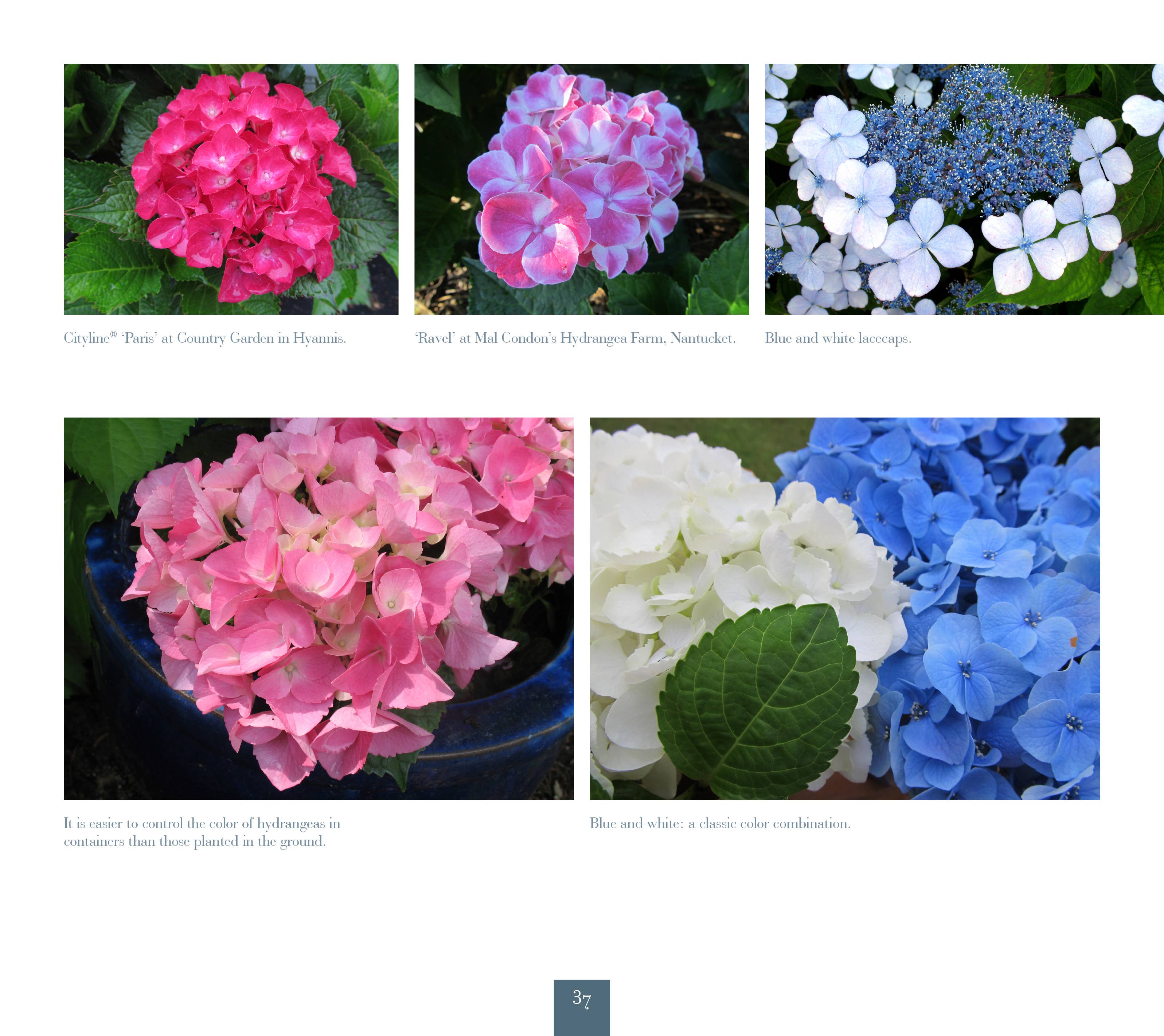 Schiffer Publishing - Vente Livre sur la nature et les activités de plein air - Hydrangées : Cape Cod et les îles2