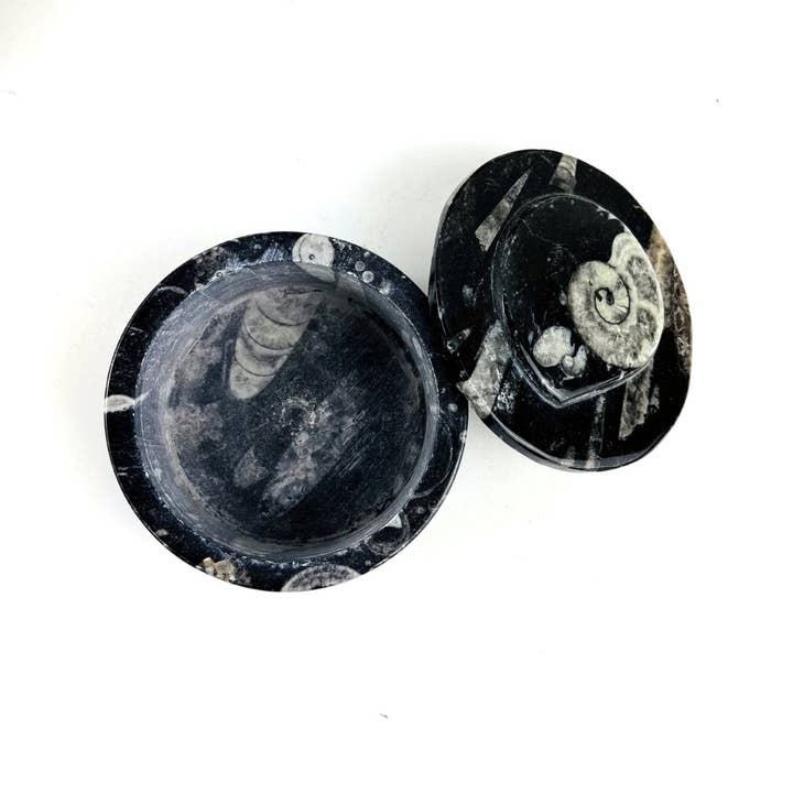 Rock Paradise - Wholesale Decorative box - Orthoceras and Ammonite Round Box Fossil Display4