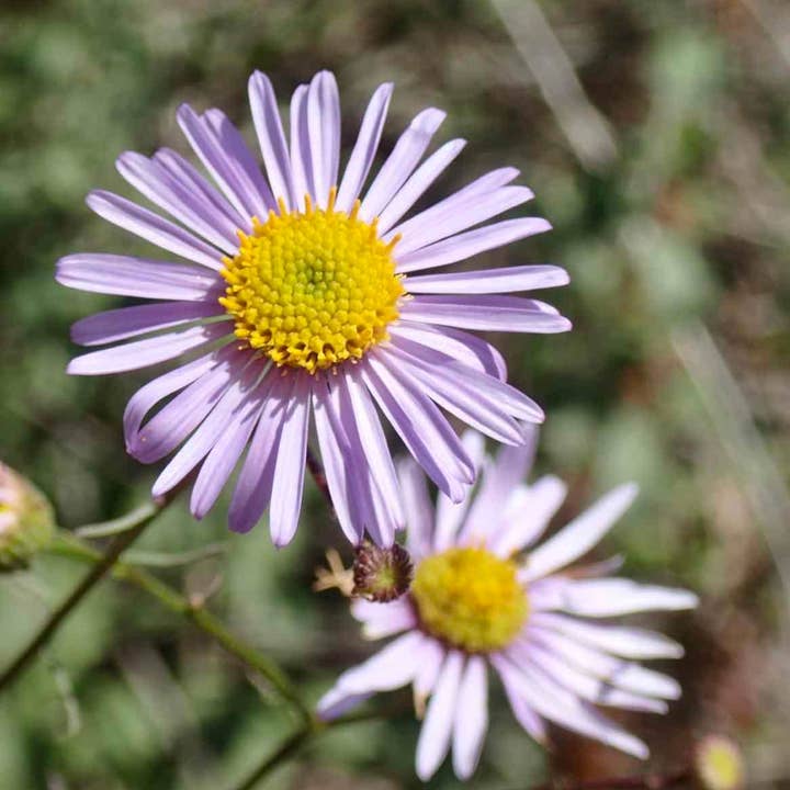 Bloom Bombs - Wholesale Plant seeds - California Native Wildflower Seed Balls 14oz.8