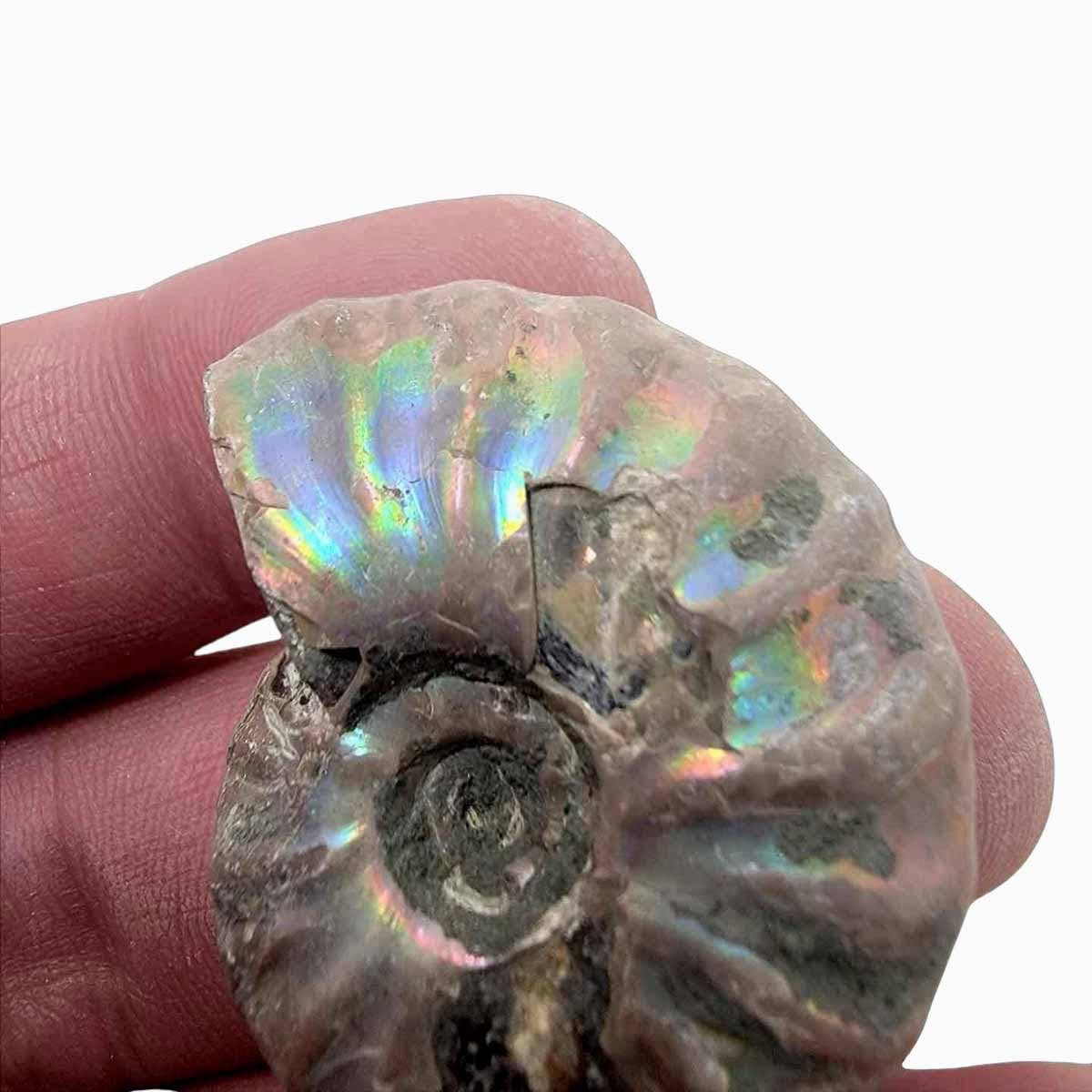 Lapidary Central - Wholesale Spiritual Stone/Crystal - Silver Iridescent Ammonite Fossil!  110 Million Years Old!6