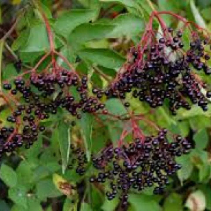 Hardy American Elderberry Plants (Sambucus Canadensis) for wholesale by Steep Hill Garden