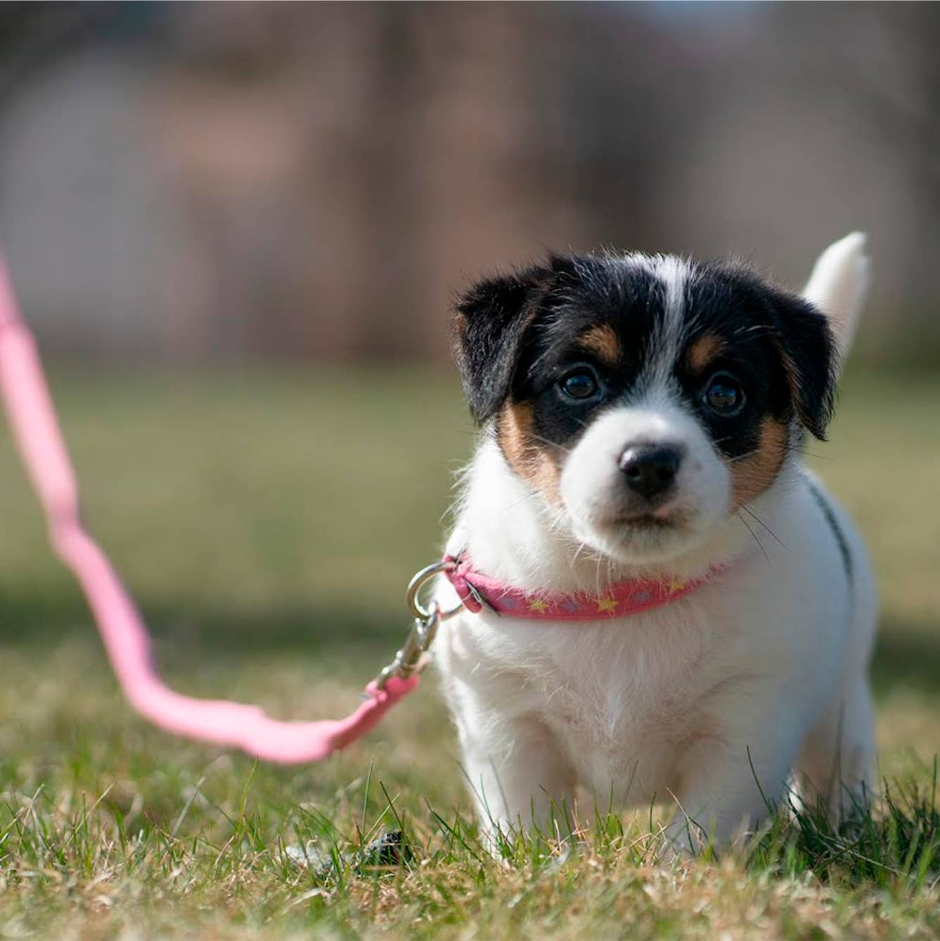 FINNERO – trela - Cão por atacado – Guia Macia FINNERO BAMBINO para Filhotes, 3 Cores4