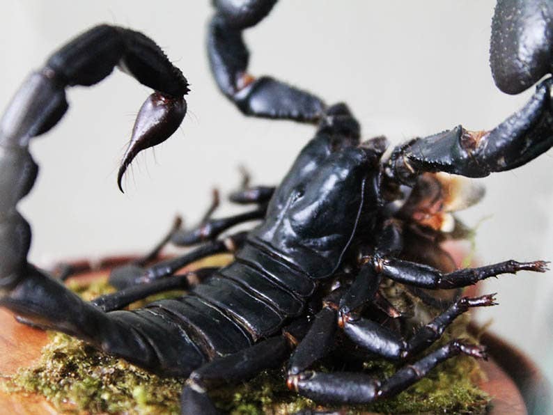 Newman Art Designs – Engroshandel Bordpynt – Skorpion i en lille kuppel Vægindretning Ægte taxidermi Vægkunst Dekorationskunst til hjemmet Smuk Hetereometreus Spinifer2