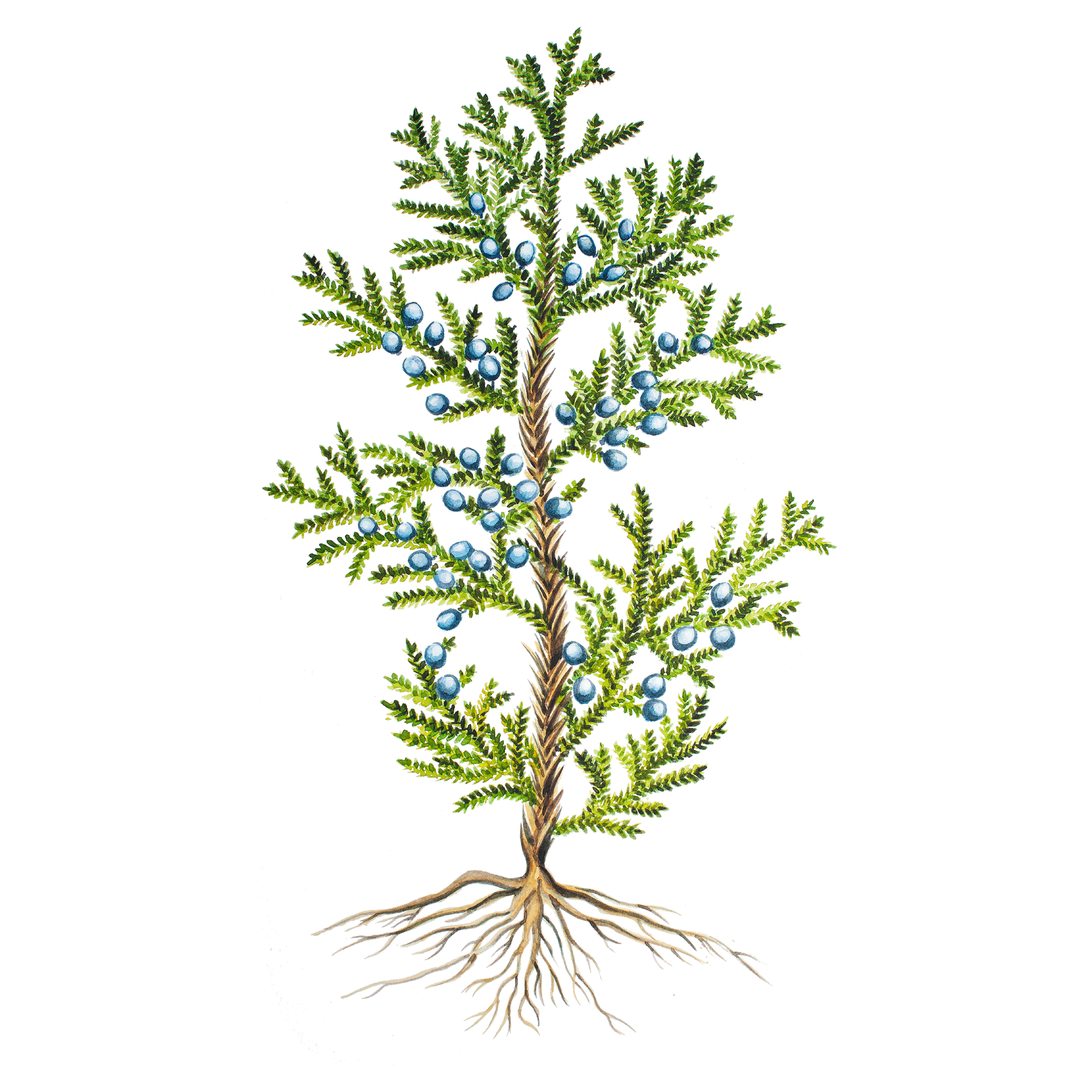 Lucia Care - Wholesale Body Scrub/Exfoliant - Nourishing Salt Scrub4