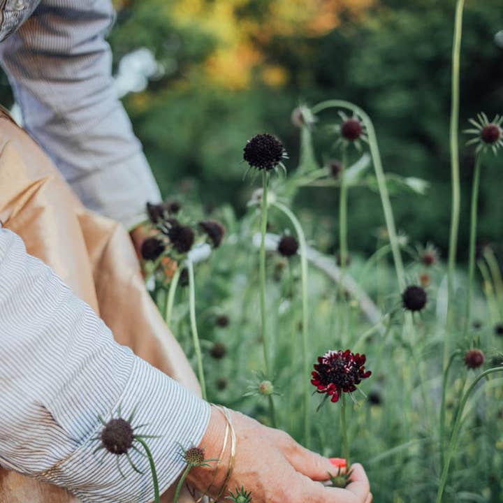 Plantgem - Wholesale Plant Seeds - Scabiosa Black Knight - 100 Seeds