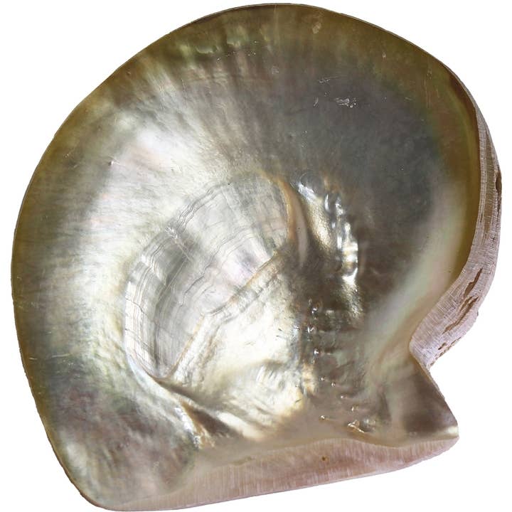 HS Seashells - Wholesale Decorative Plate/Dish/Bowl - Silverlip Pearl Oyster 5-6" Dish w/ Clam Legs1