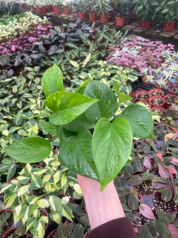 Golden Pothos - Epipremnum Aureum - 4" from MyPlants for wholesale by MyPlants LLC