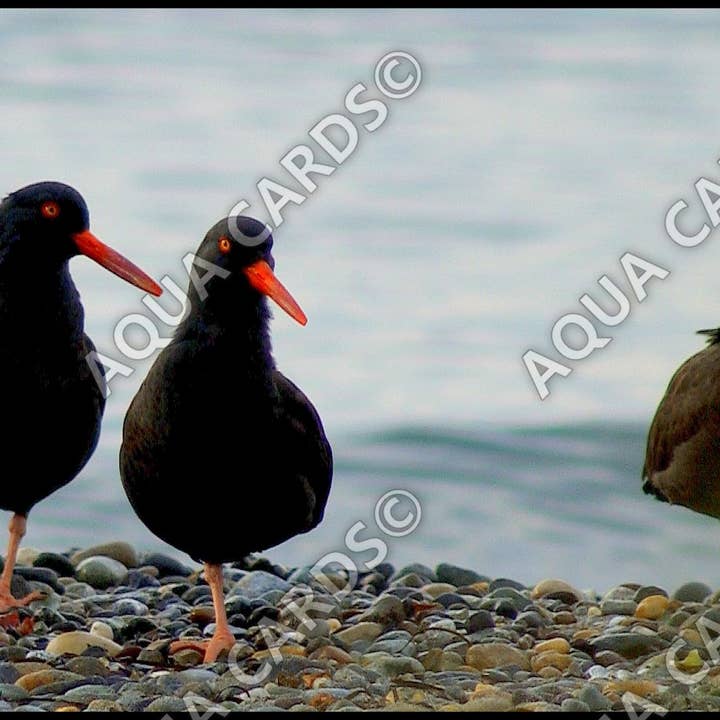 1195 - Oystercatchers At The Beach for wholesale by Aqua Cards