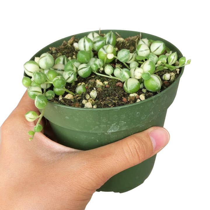 Best Plant Friend - Wholesale Succulent - Variegated String Of Pearls - Hanging Succulent 2/4/6in