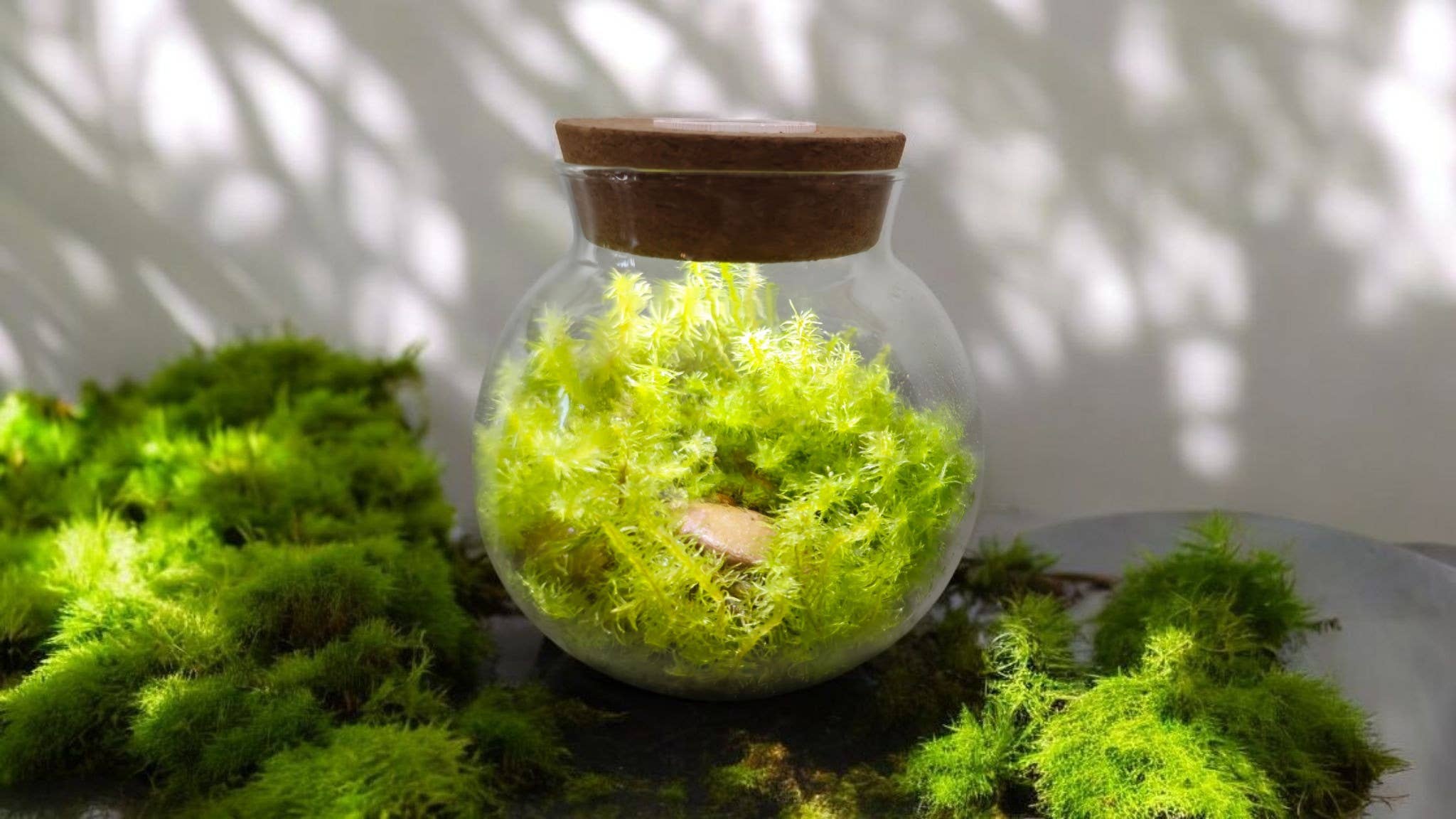 Silver Circle Products - Vente Terrariums - Terrarium en verre MossBowl avec mousse vivante et lumière LED2