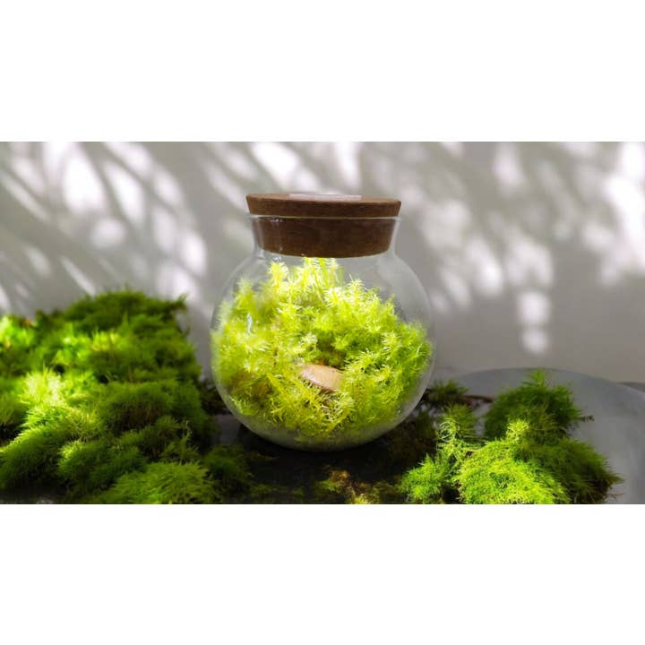 Silver Circle Products - Wholesale Terrarium - MossBowl Glass Terrarium with Live Moss and LED Light2