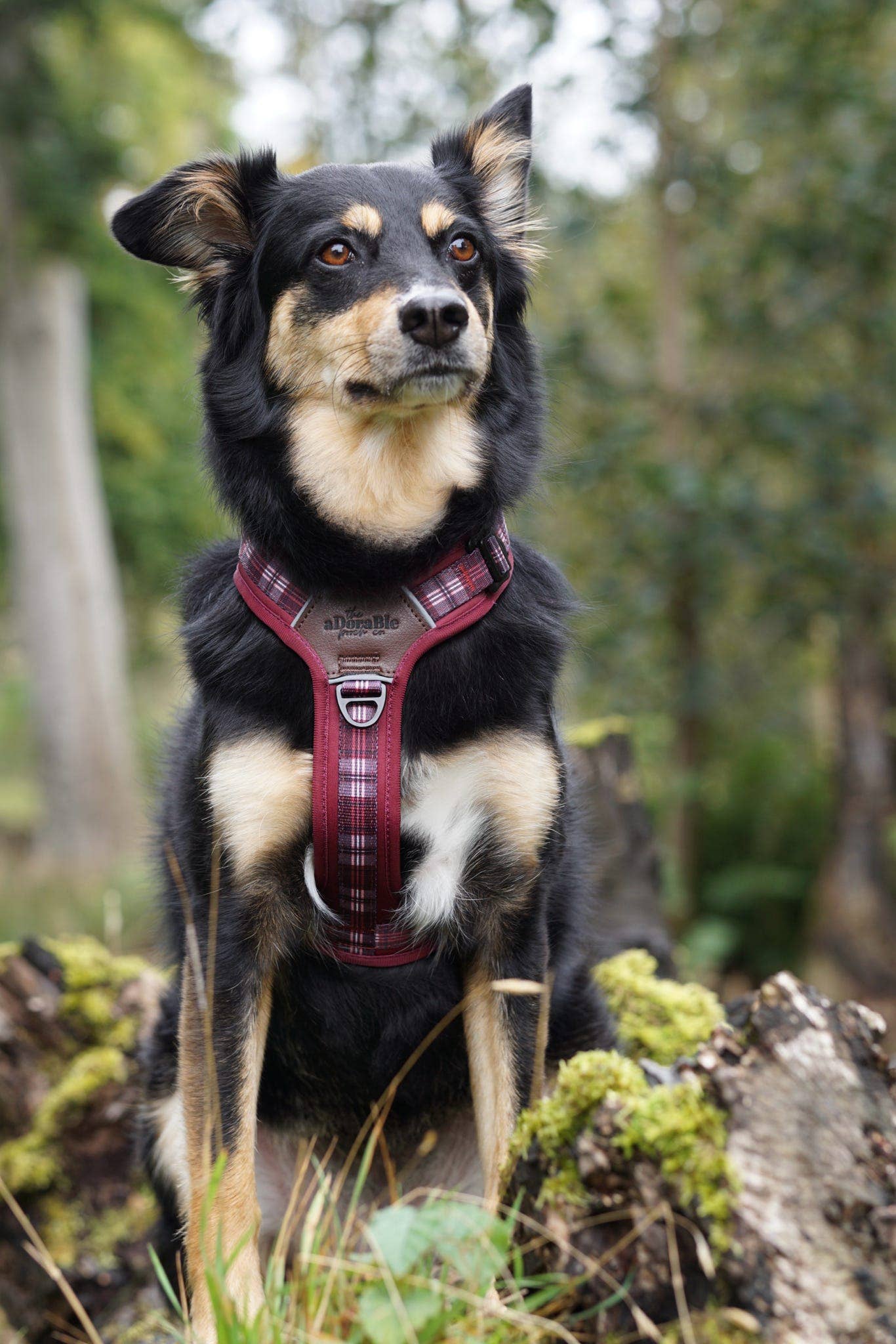 The aDoraBle Pooch Company - Wholesale Pet Harness - Dog - Streamline Pro™ Dog Harness - Heritage Collection - Merlot Manor23