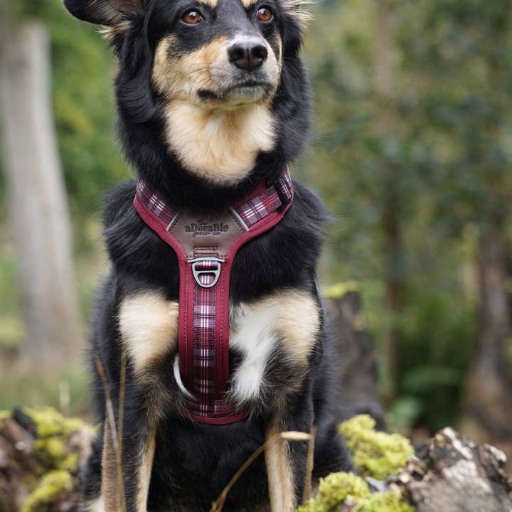 The aDoraBle Pooch Company - Wholesale Pet Harness - Dog - Streamline Pro™ Dog Harness - Heritage Collection - Merlot Manor23