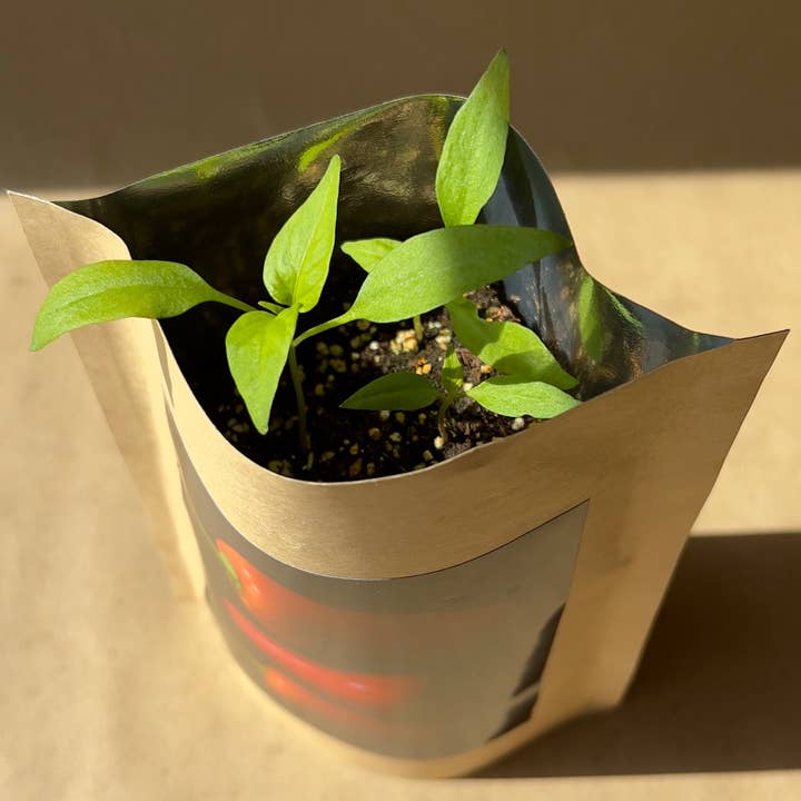 Potting Shed Creations, Ltd. - Wholesale Plant Seeds - NEW Seed Start | Sweet Pepper | Home Cook's Garden | Spring