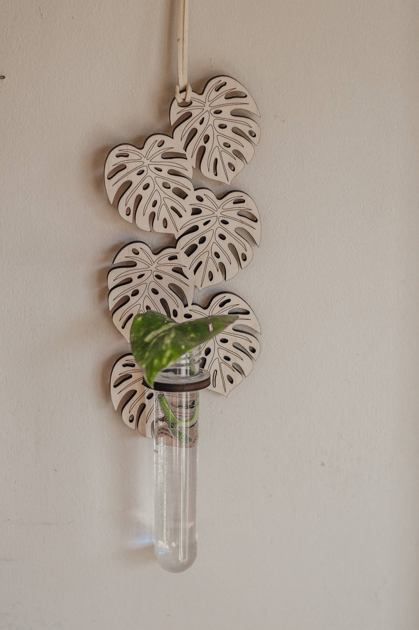 PlantsNsht - Wholesale Hanging Planter - Monstera Hanging Propagation Station - Choose Your Color0
