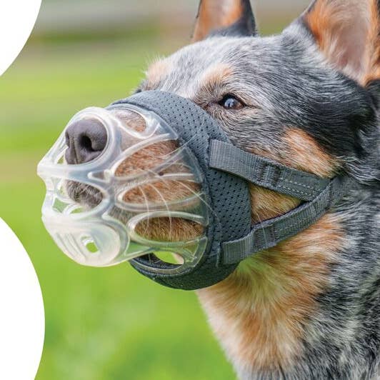 Baskerville Invisa for wholesale by Company of Animals