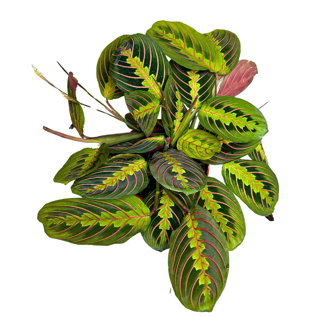 Flow State - Wholesale Live Plant - 6" Maranta Red (Maranta leuconeura) – Prayer Plant 2