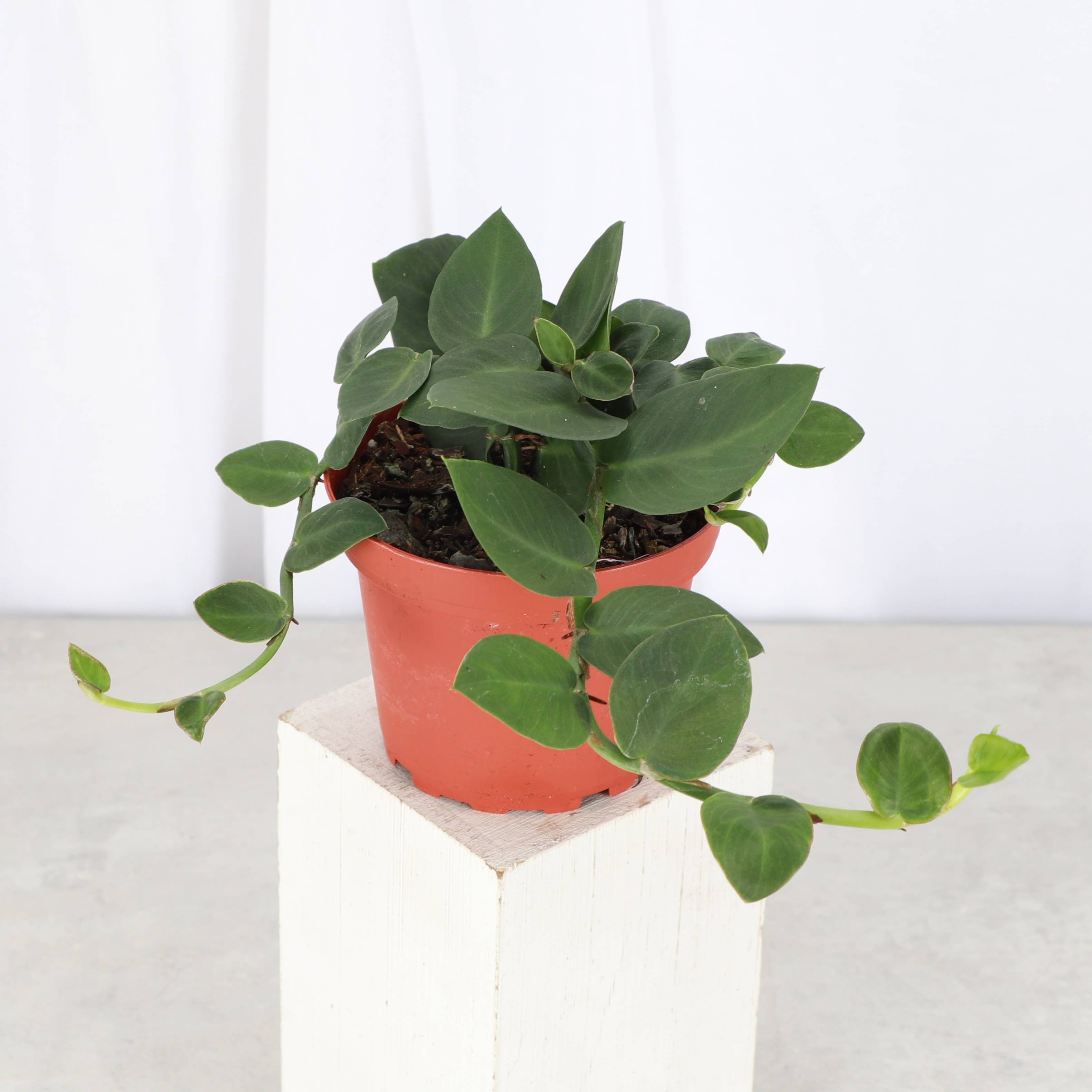 Thorsen's Greenhouse - Wholesale Live Plant - Rhaphidophora Korthalsii - Shingle Plant - 4" Live Plant0