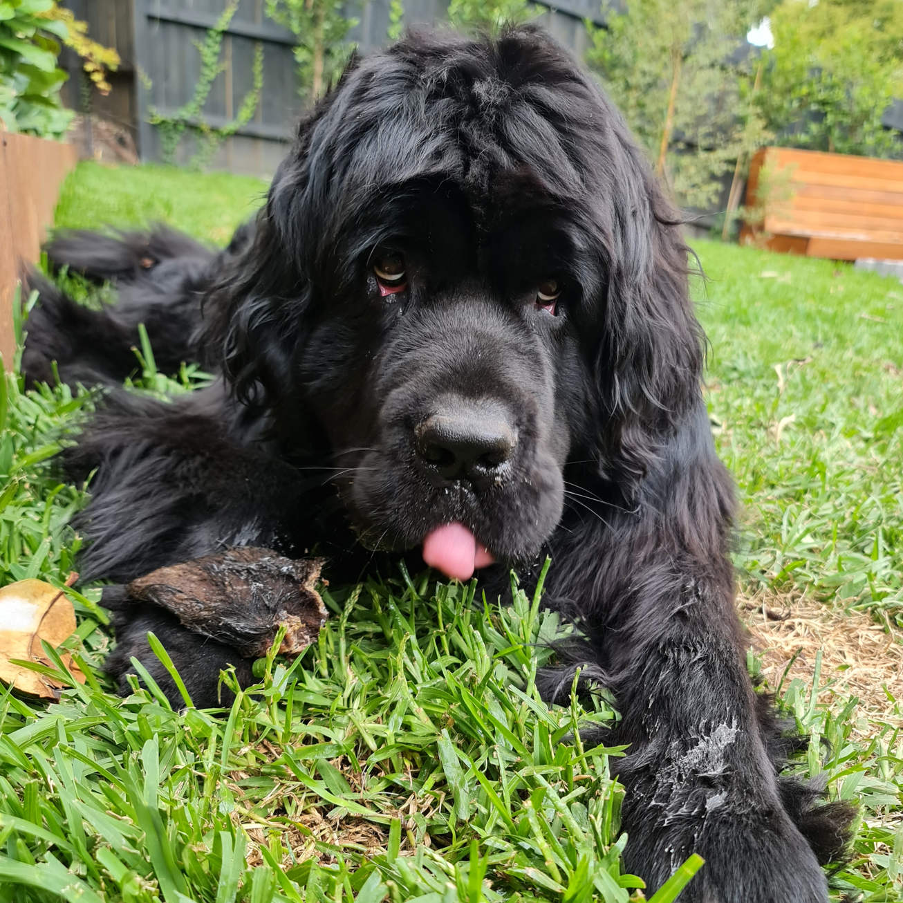 Rover Pet Products - Wholesale Pet Treats - Dog - Don't Be Boaring - Boar Ears7