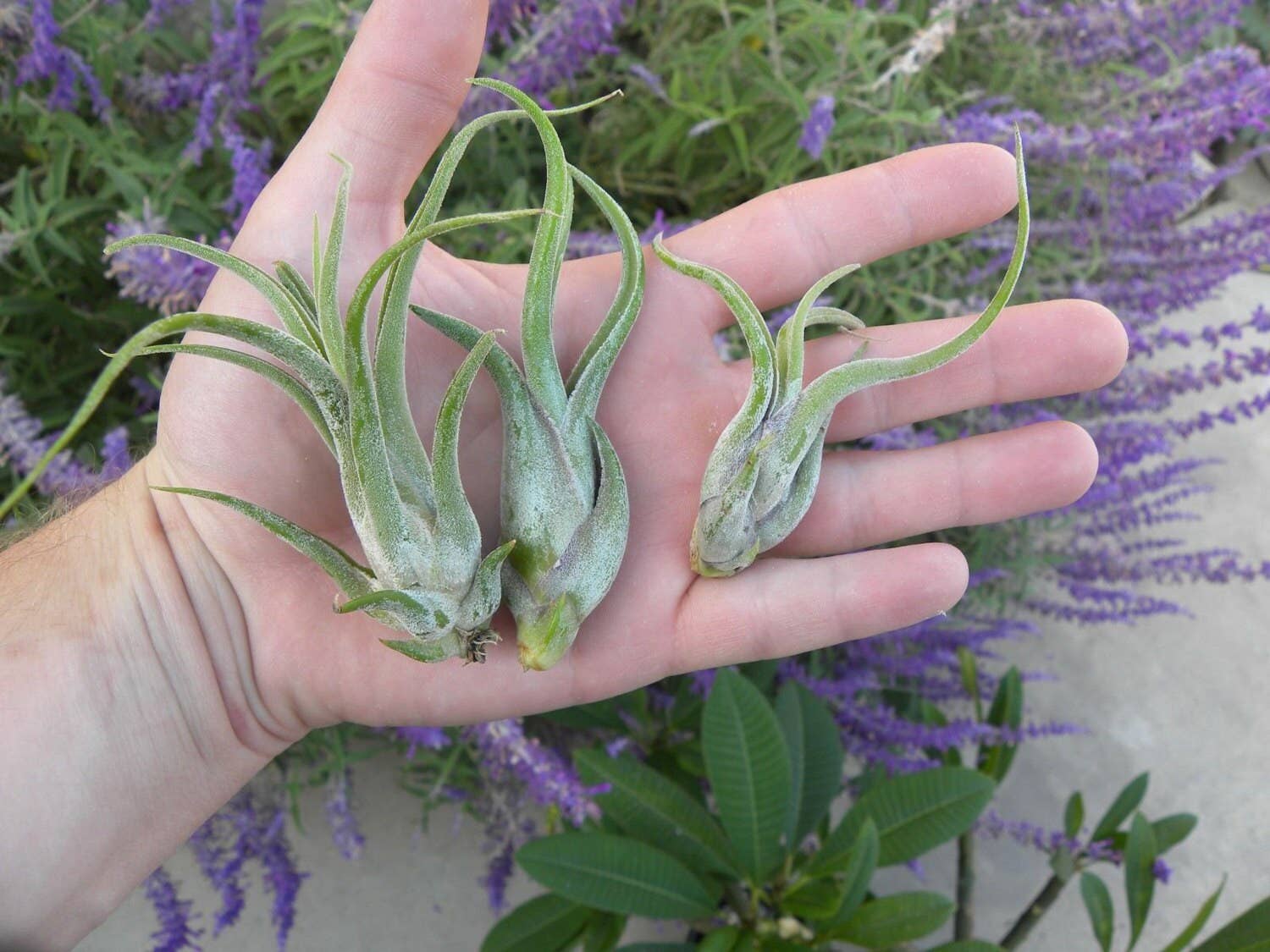 Airplant Direct - Wholesale Live Plant - Tillandsia Caput Medusae2