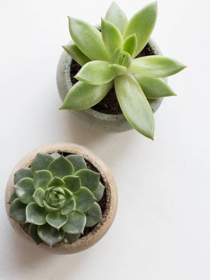 Handmade Concrete Planting Pot for Cactus + Succulent for wholesale by Gemwelove
