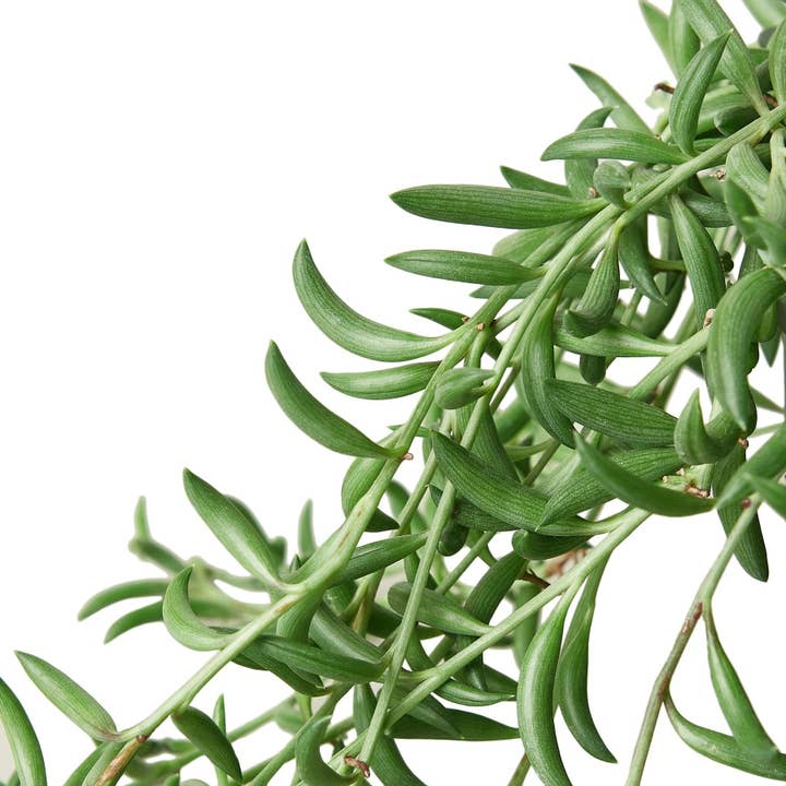 House Plant Wholesale WEST - Wholesale Succulent - Succulent 'String of Bananas'