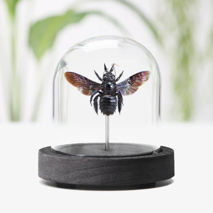 Curated Studio – wholesale Decorative tabletop object – Tropical Carpenter Bee Insect Bug Taxidermy Bell Jar