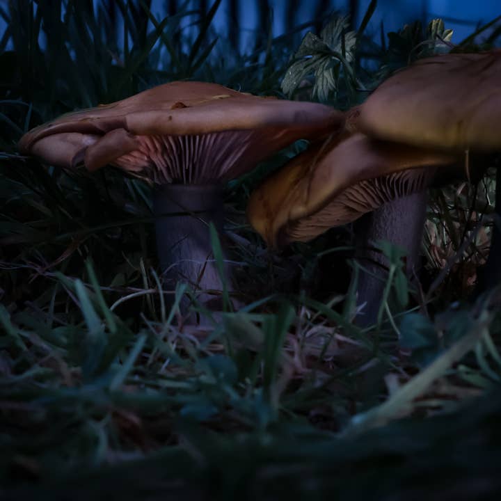 Mushrooms for wholesale by Chilled Photography